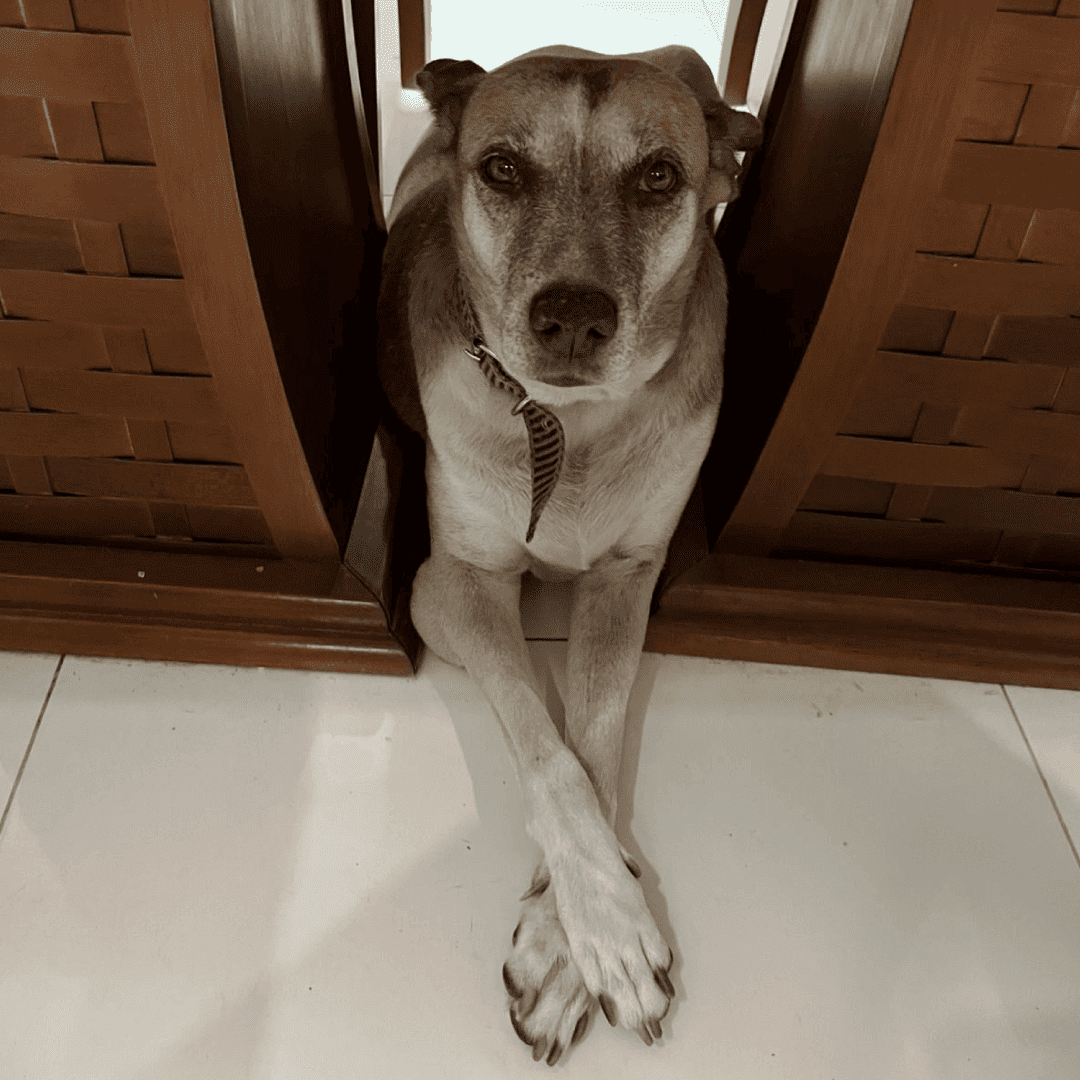 Cachorra Marrom charmosa cruzando as patas em petshop que oferece sistema de fidelização de tutores