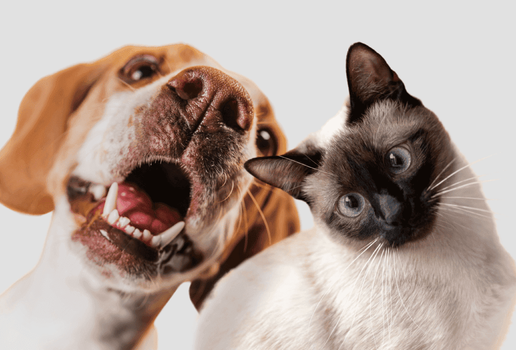 Cachorro e gato lindos